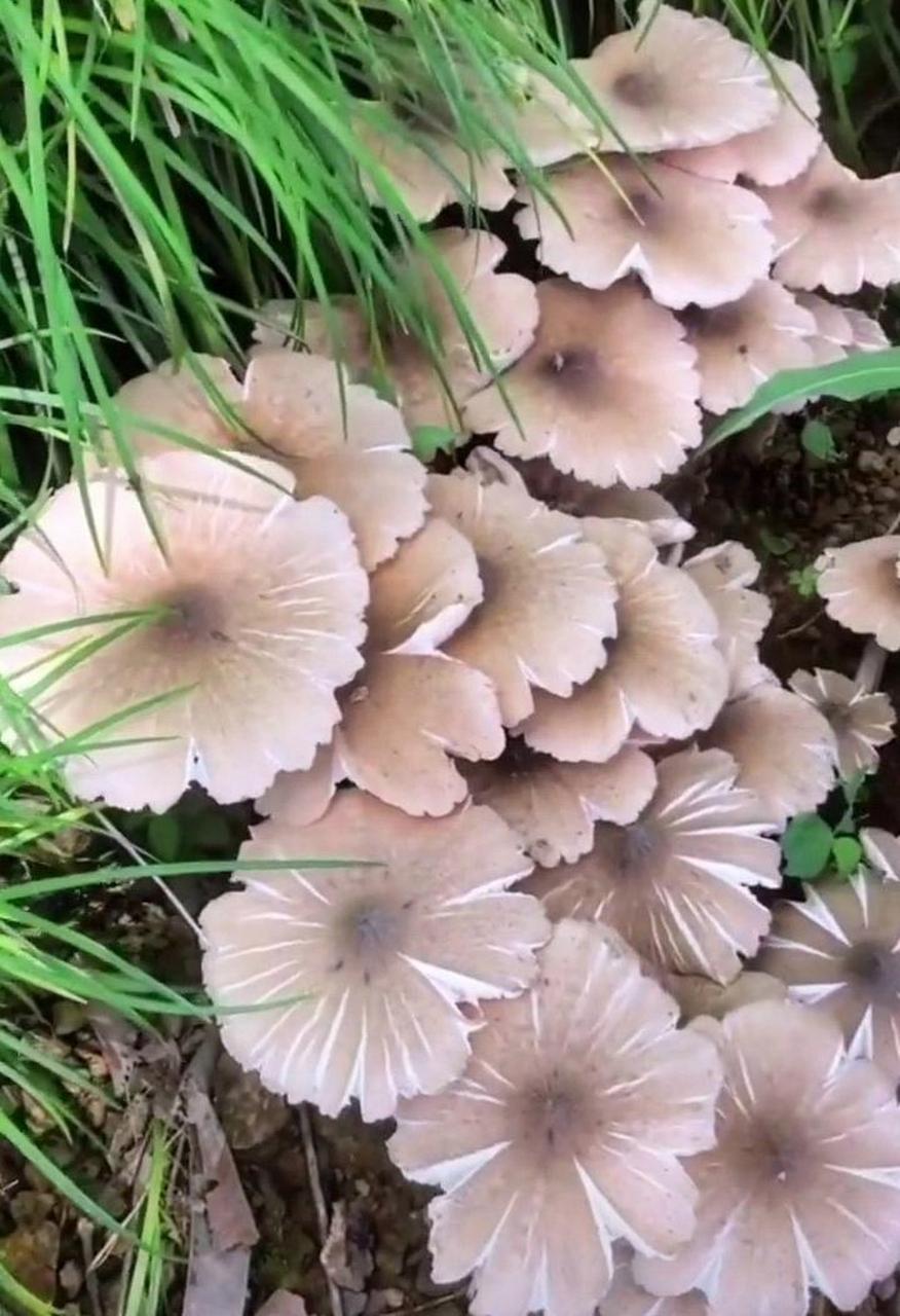 在野外发现这么多菌子,真是感谢大自然的馈赠呀!