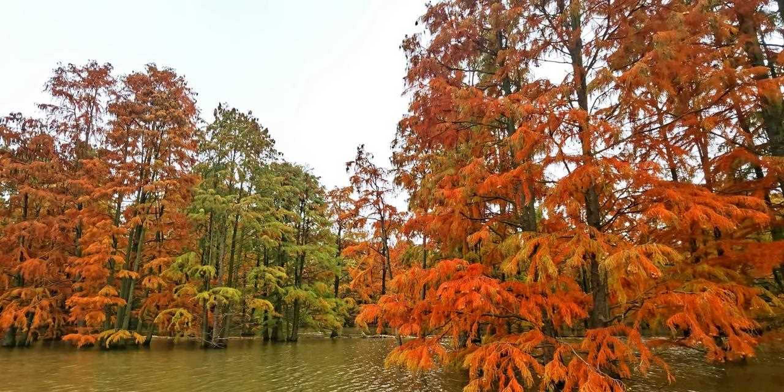 池杉湖湿地公园滁州图片