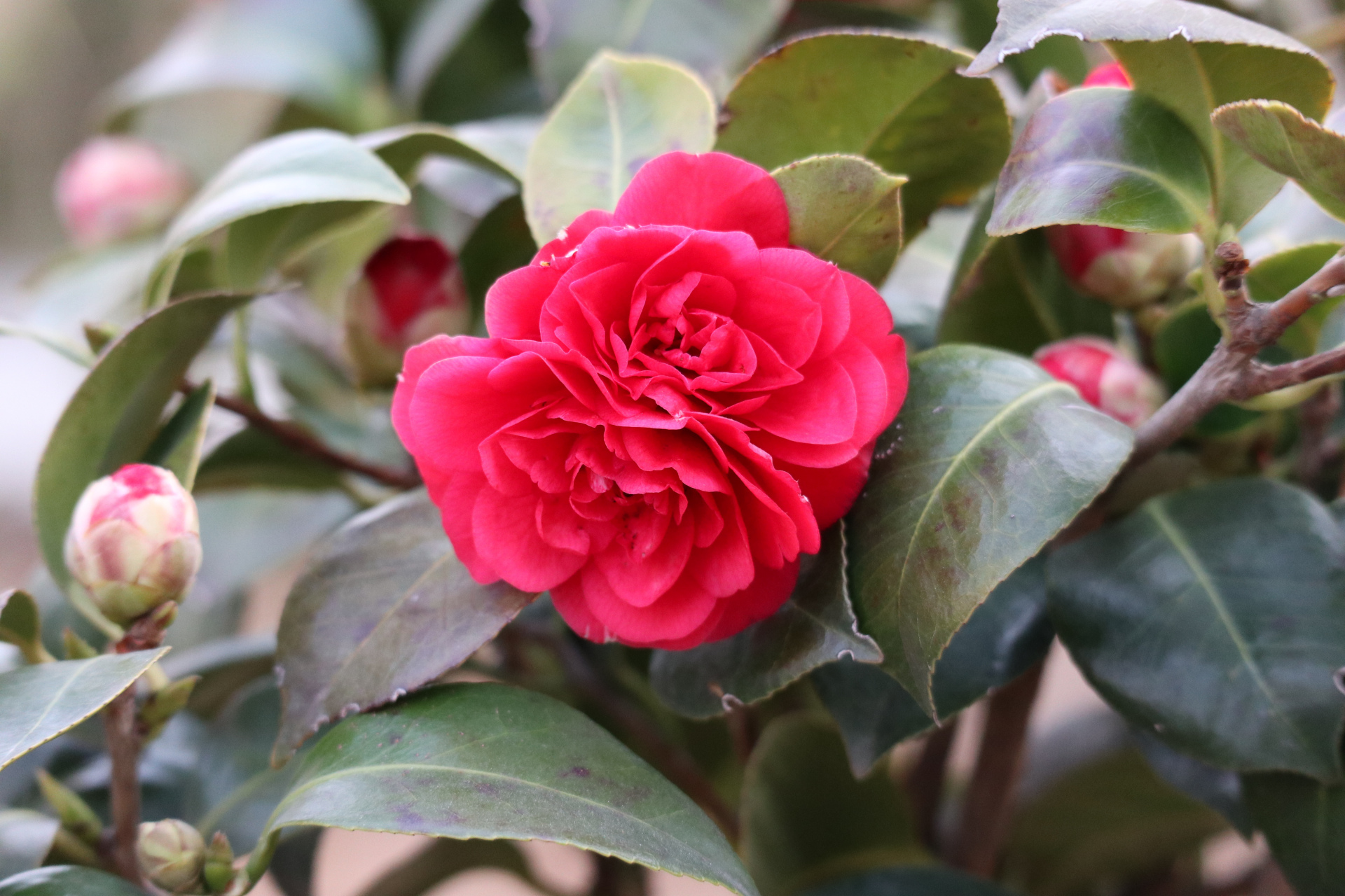 茶花,中国十大名花之一,有"花中娇客"之称(照片原创,拍摄于青岛市区)