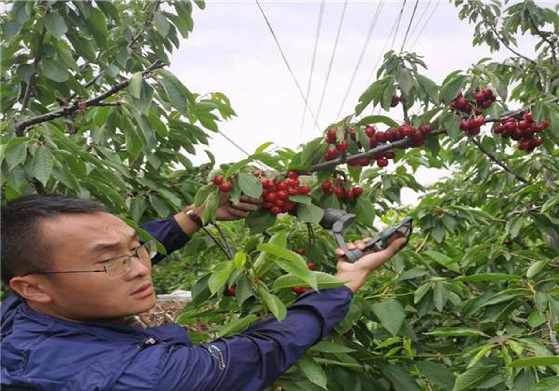 沙王樱桃树与图雷拉樱桃在春季和秋季都可以种植,具体什么时候种樱桃