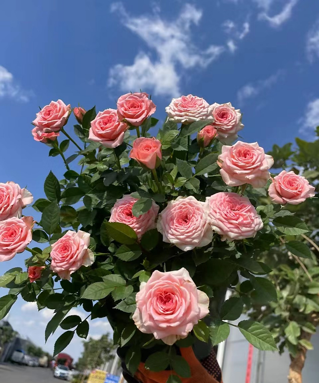 喜欢的月季的花友,给大家推荐一个很值得养的品种——仙度瑞拉,微型