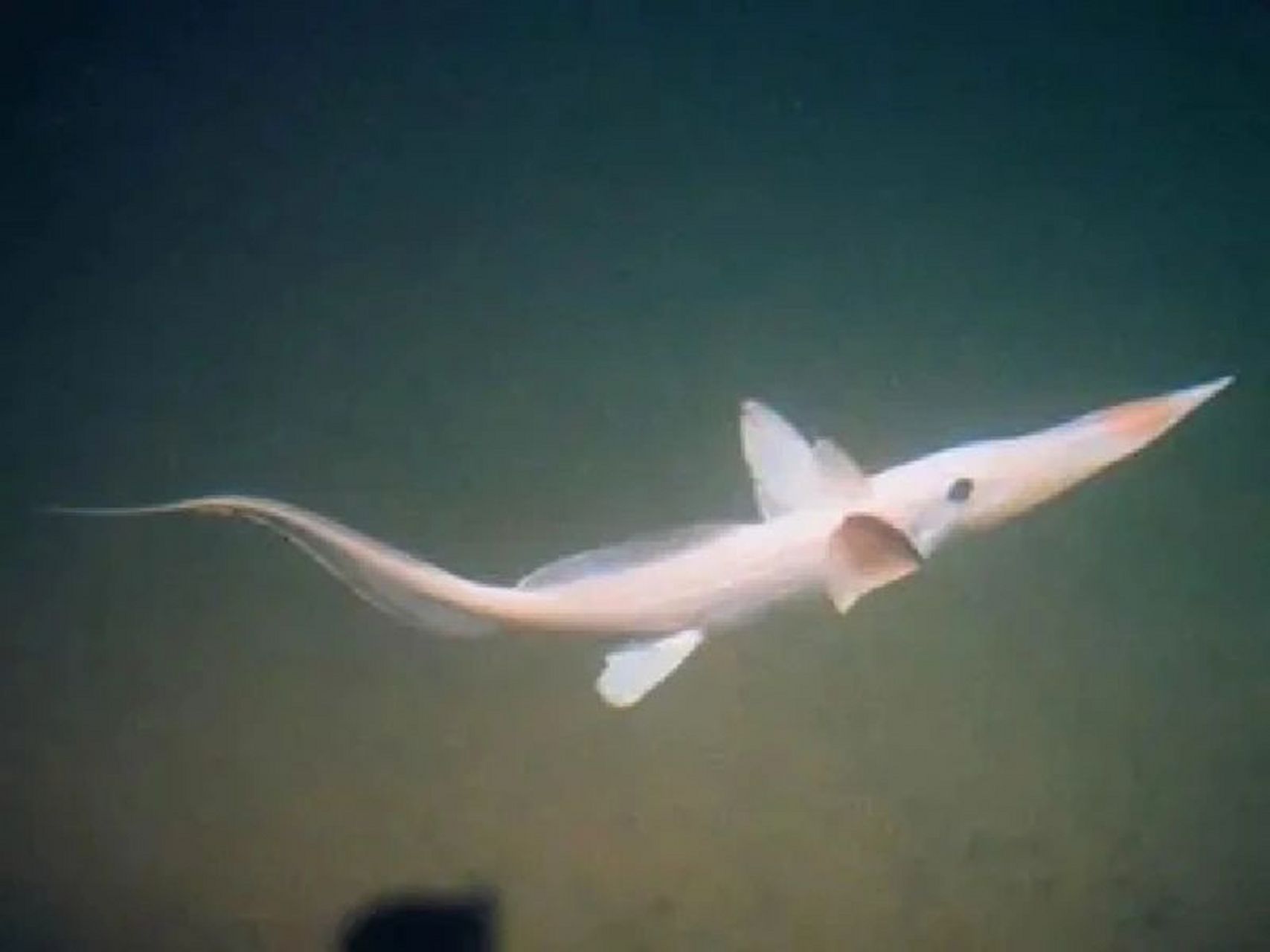 海中幽灵 长吻银鲛科 软骨鱼纲全头亚纲银鲛目的1科鱼类的统称 体长60