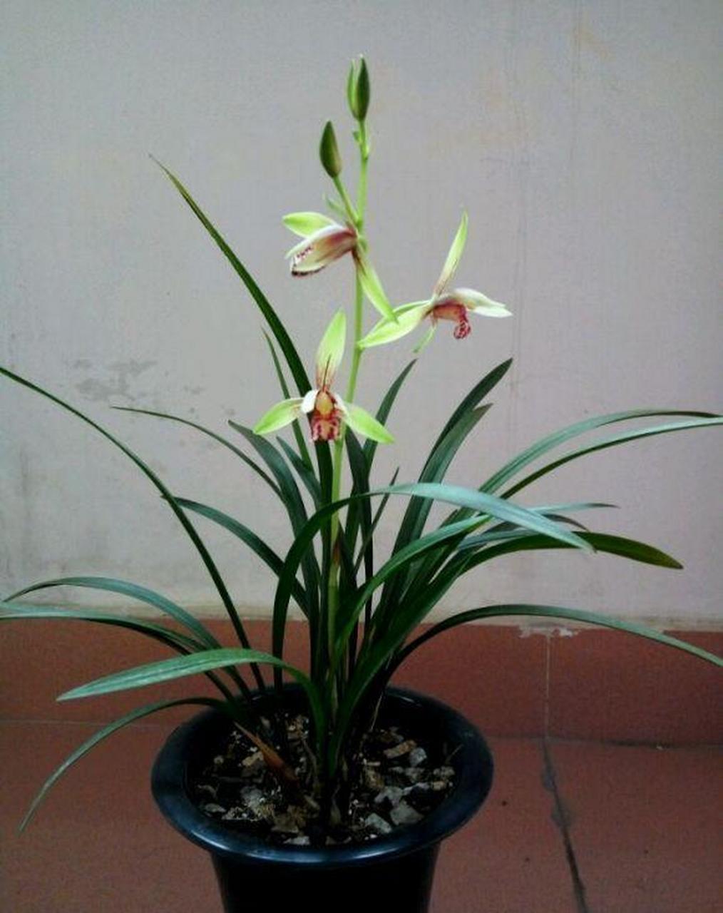 如果在广州养兰花,最好选择建兰品种.