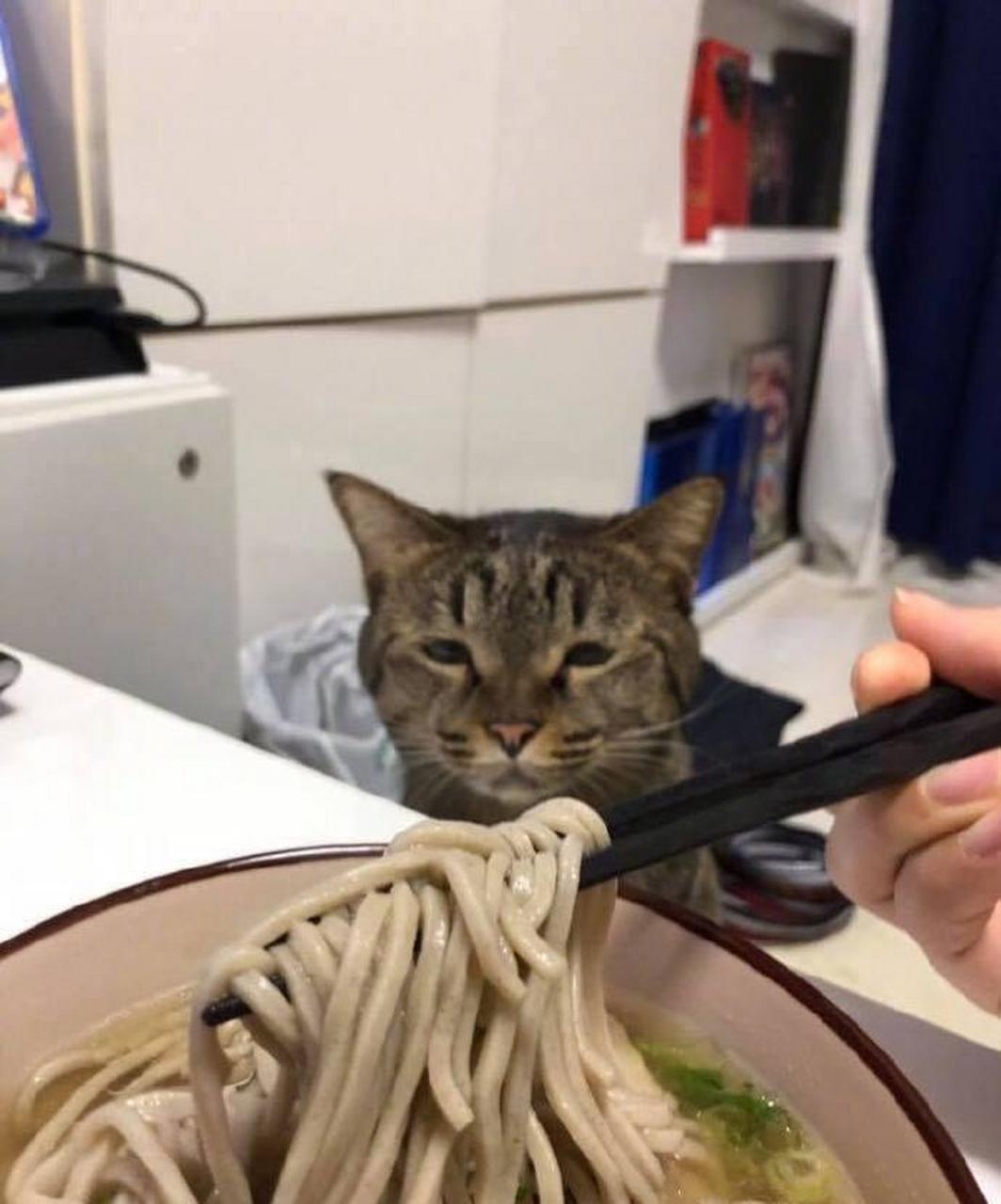 网友:主人在吃面,看到猫咪的表情笑喷了.