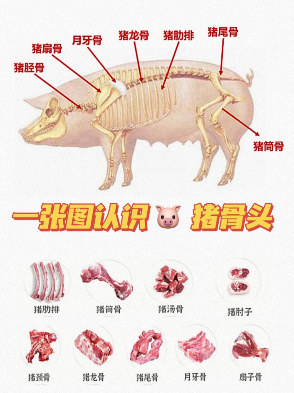 一张图认识猪骨头  猪,作为我们日常生活中的常见肉类来源,一直以其