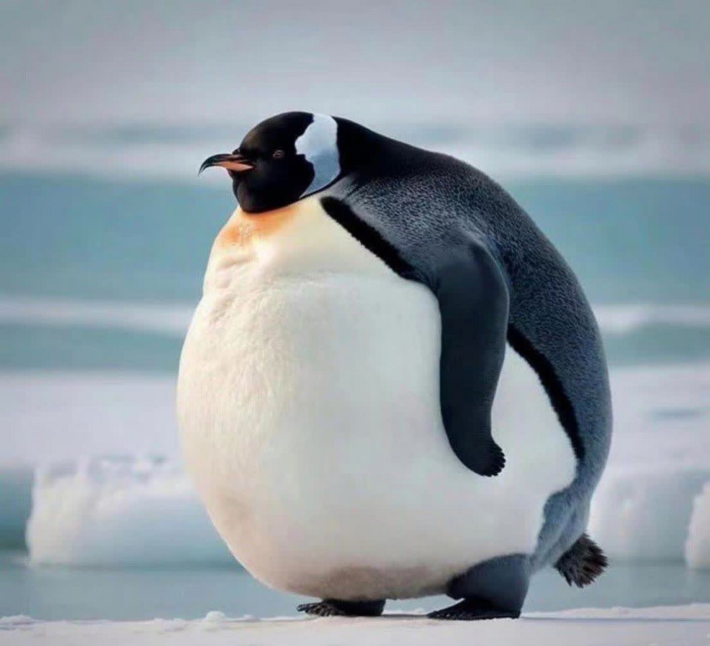 第一次在电视上看到这么胖的企鹅[笑哭]