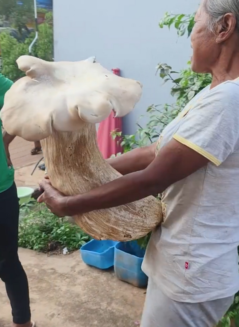 村民挖出3点2公斤巨型野生菌# 这蘑菇也未免太大了吧,都6斤4两了,不