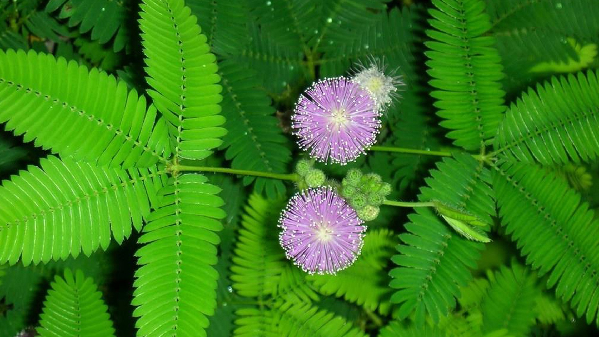 羞草,学名敏感植物(mimosa pudica),又称闭合草,倒钩草,是一种神奇而