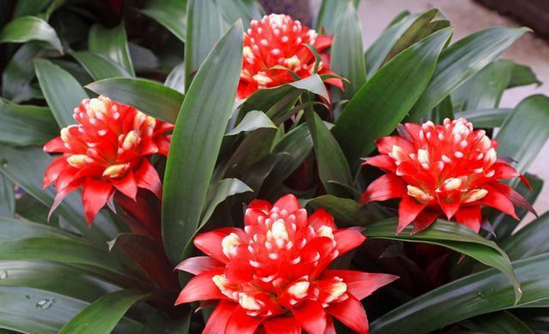 别担心,小编今天给大家介绍的盆栽——水塔花,绝对是最适合家庭养殖的