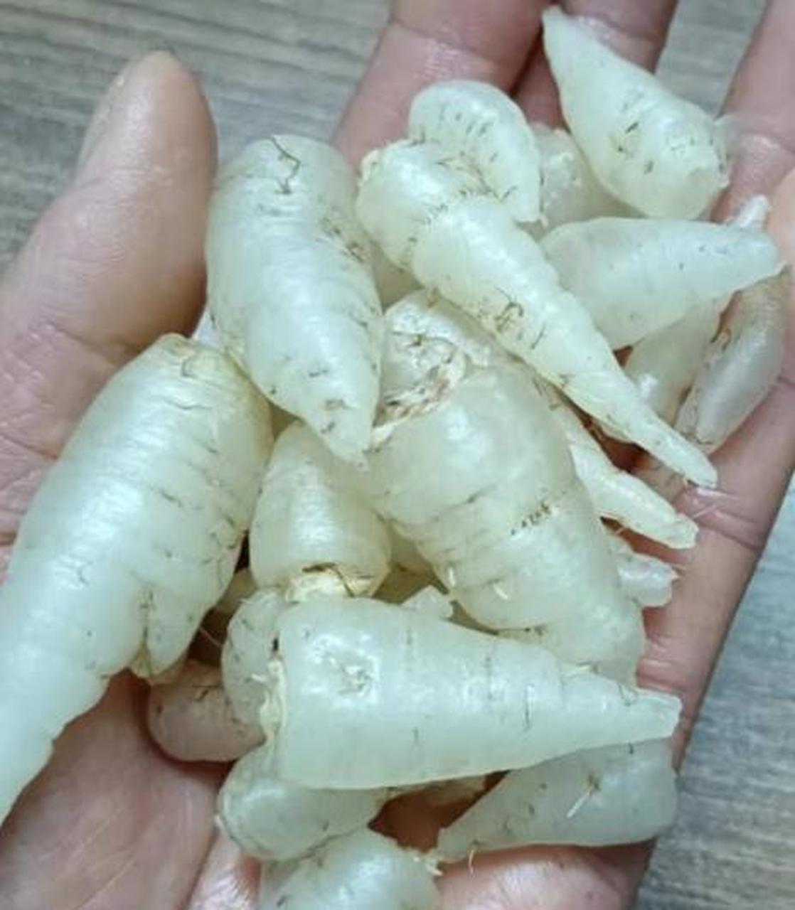 三叶草的根可以吃吗?