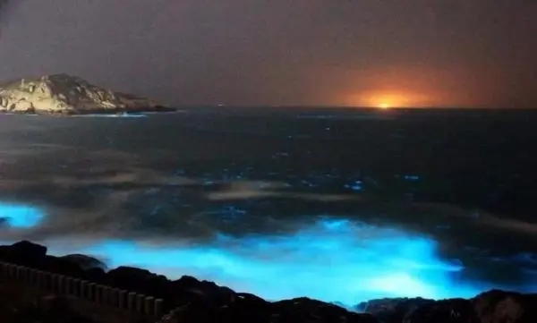 浙江多地海边现“蓝眼泪”奇观