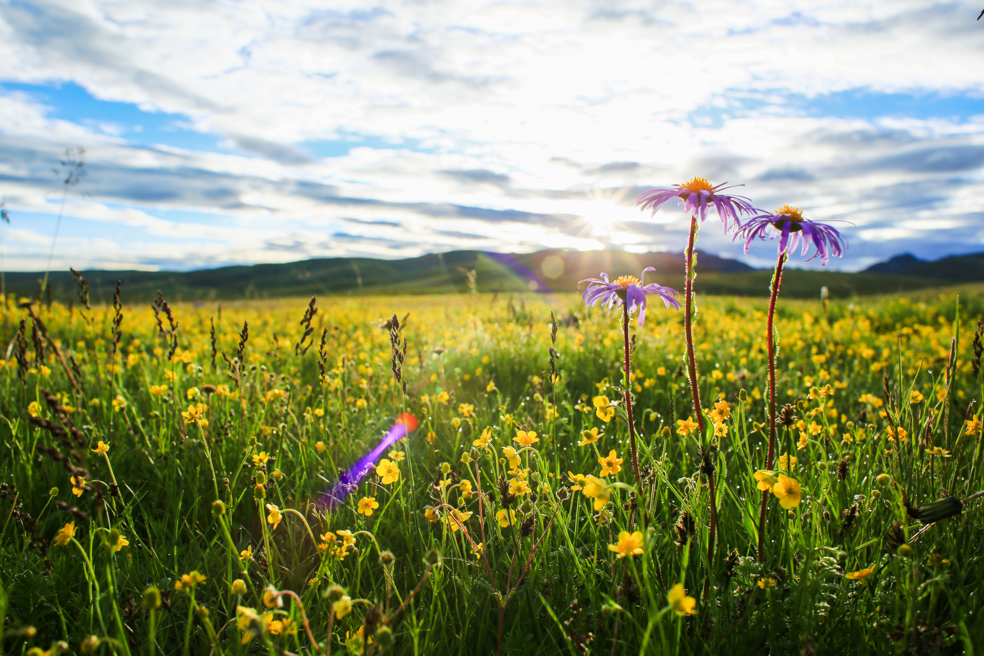 紫苑花开:遮天蔽日的黄色花海中,几株紫色的紫苑花,鲜艳,突出,在晨光