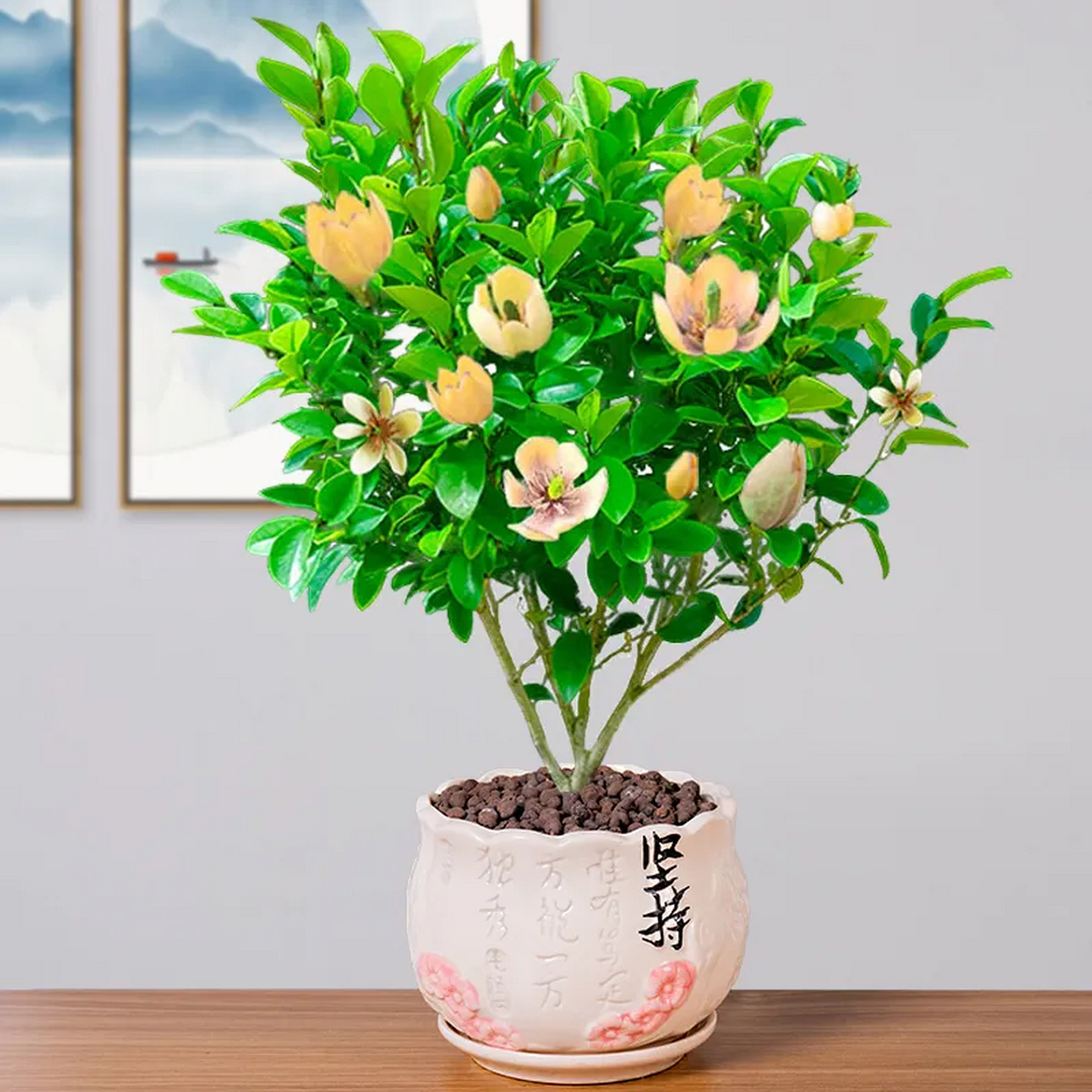 盆栽 含笑花养殖方法和养殖技巧,  盆栽爱好者们,今天我们要来谈谈一