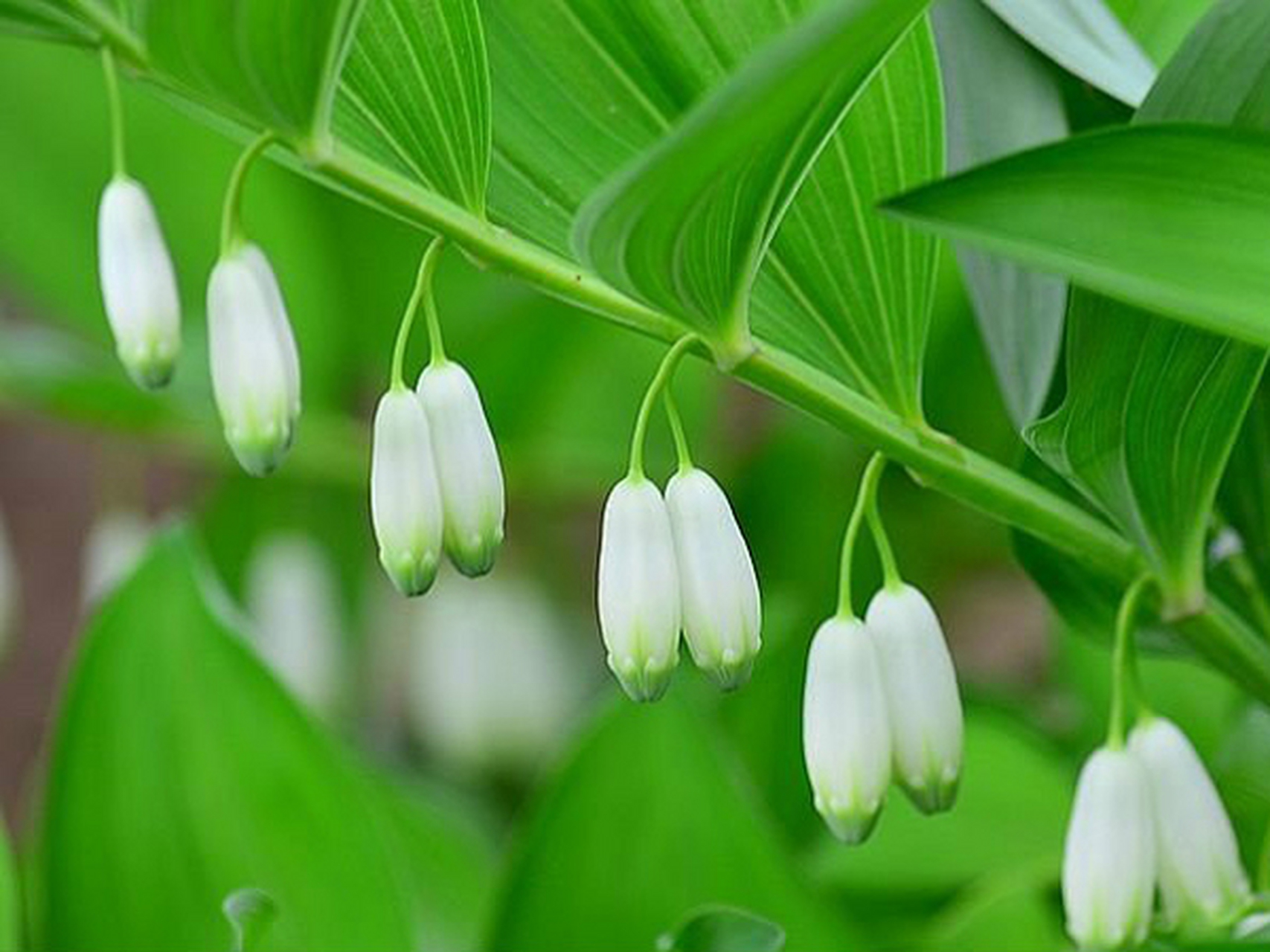 用糖尿病"小克星"玉竹,教你制作药膳2则,糖友们可以收藏好!