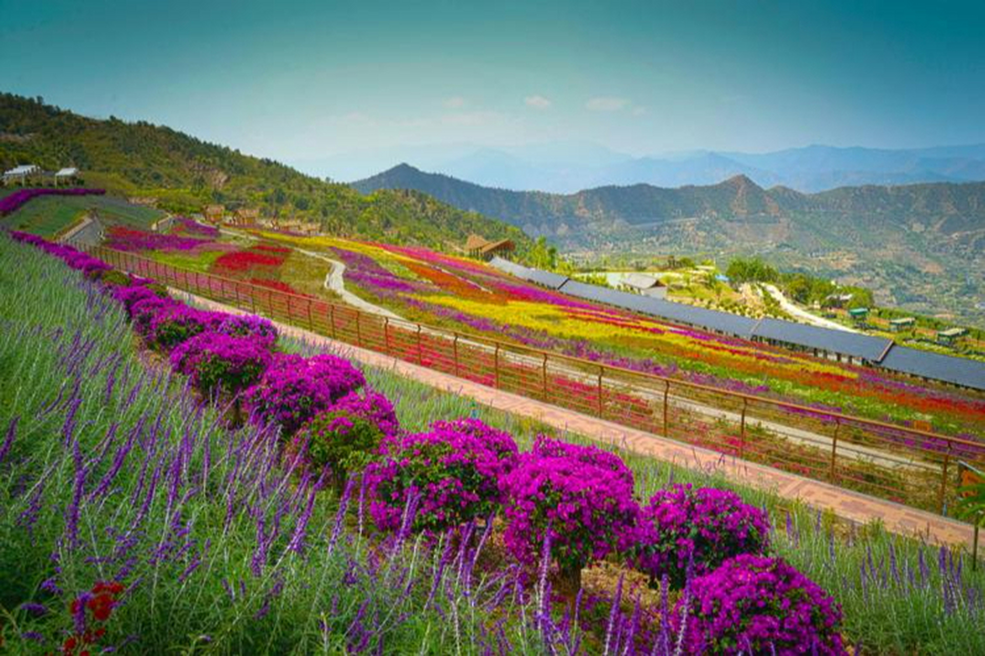 阿署达花舞人间,是攀枝花的一个秘密花园基地.