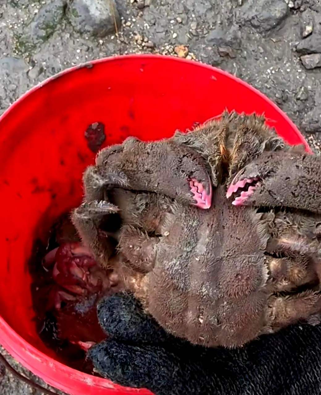 这些长满毛的螃蟹能否食用?