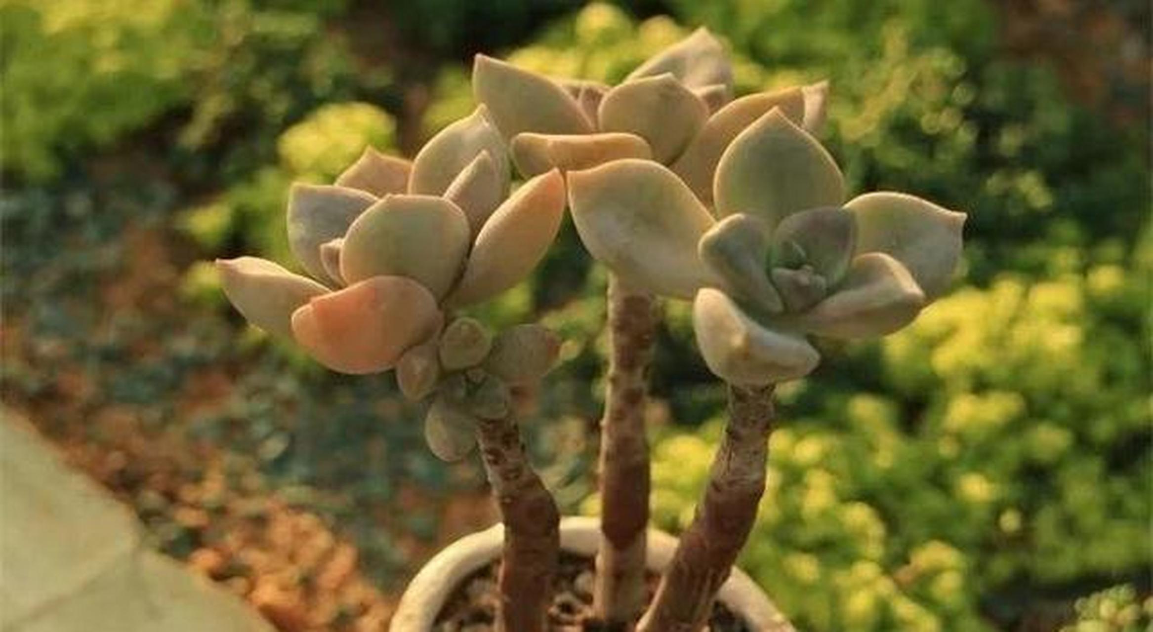 老桩多肉怎么养