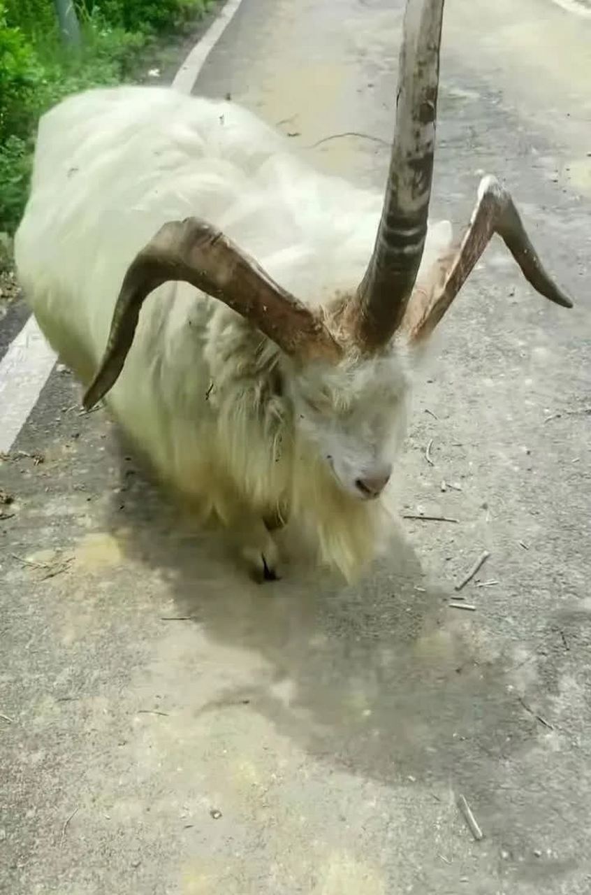 你见过长着三个角的羊吗?