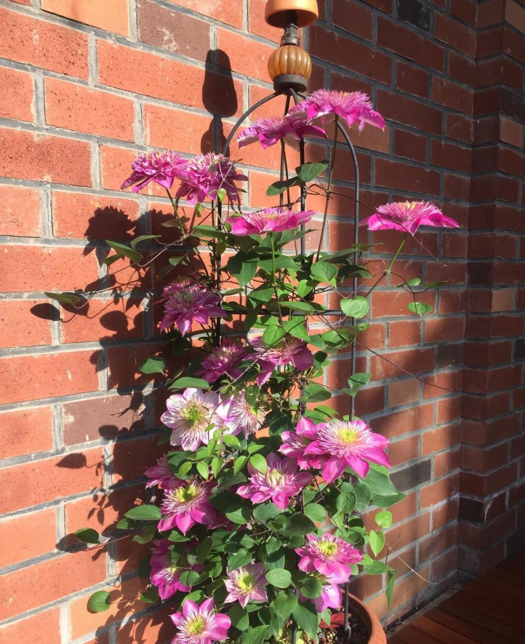 铁线莲"针皇",别名凯撒,皇帝,铁线莲家族里的"王者",以霸气的外形