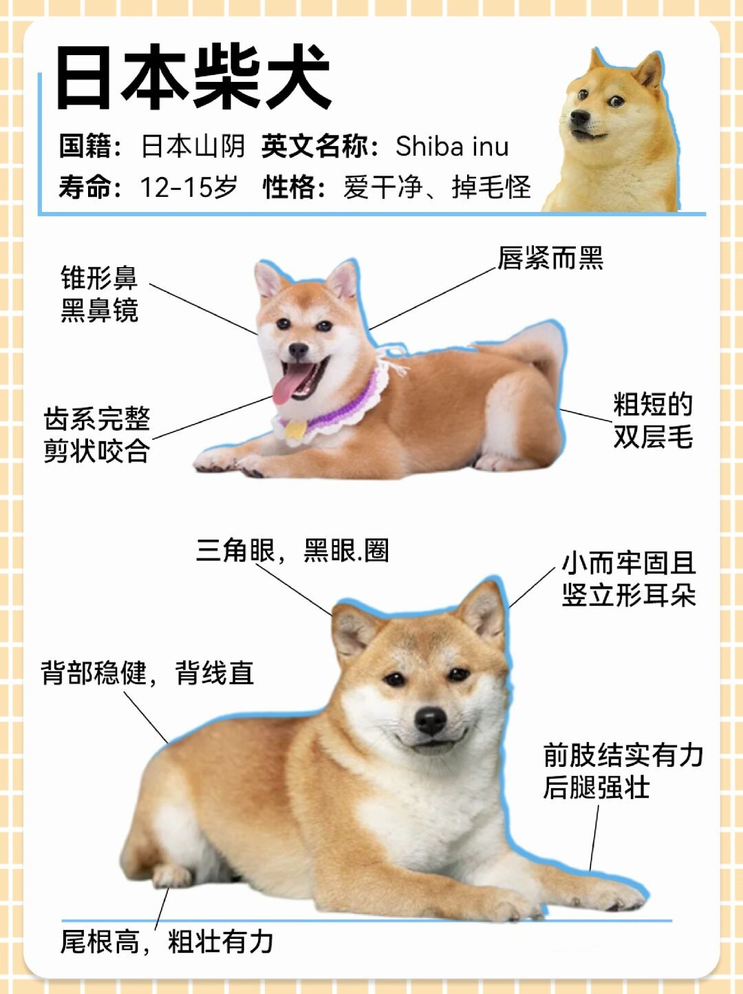 柴犬取名图片