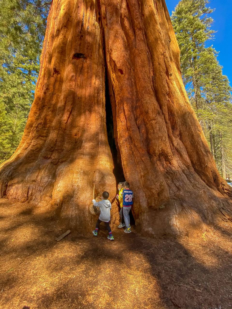 世界上最古老的树木:巨杉的千年岁月!