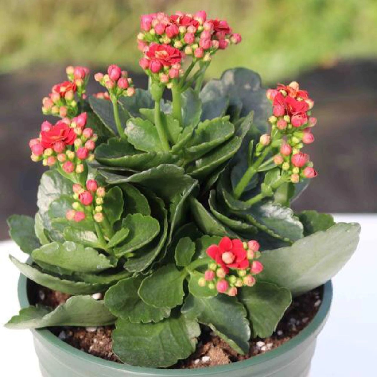 每天认识一种绿植:"长寿安康"长寿花 91名称:长寿花 00别名:寿星