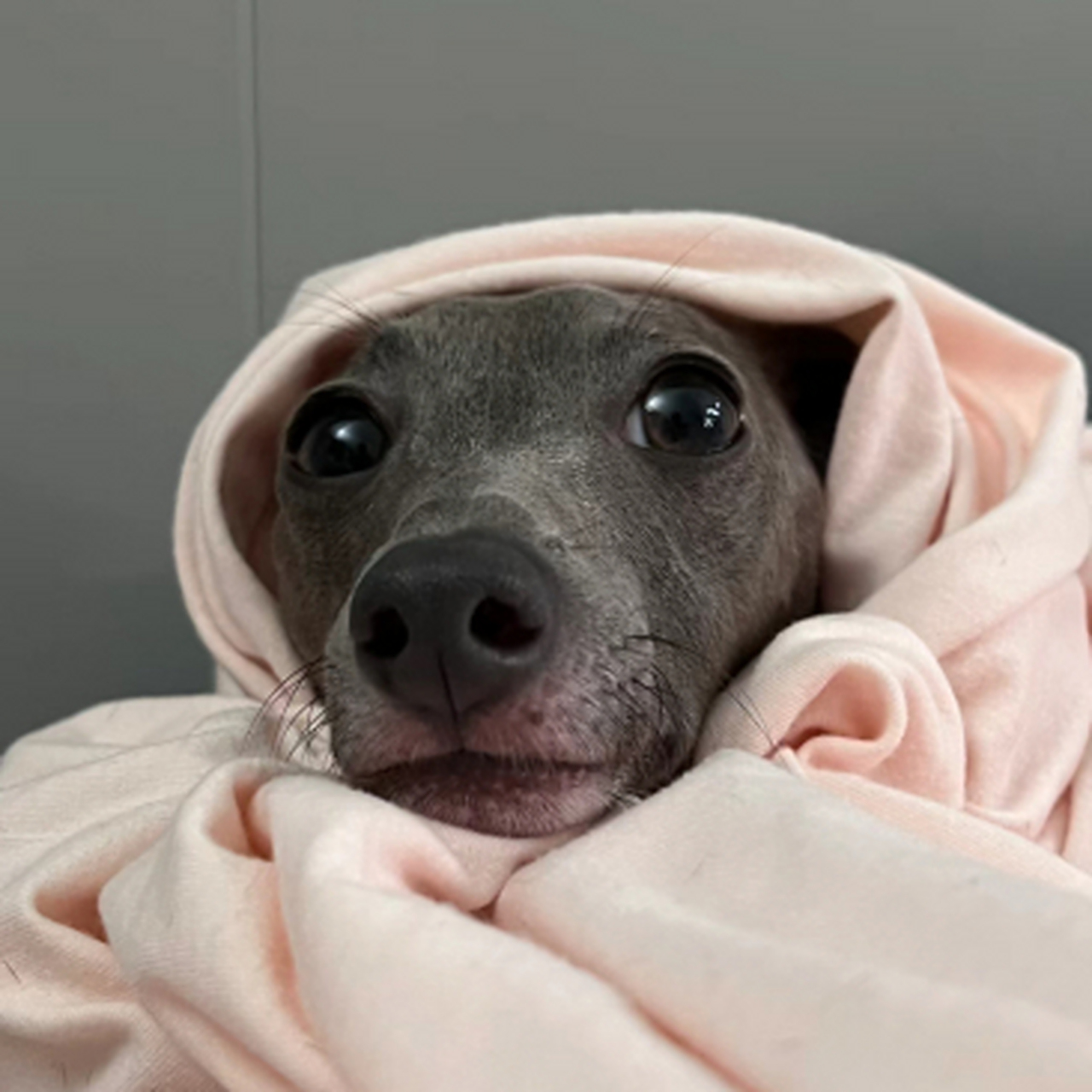 当城市突然降温,家里的狗狗也盖上了被子:看什么看,没见过盖被子的