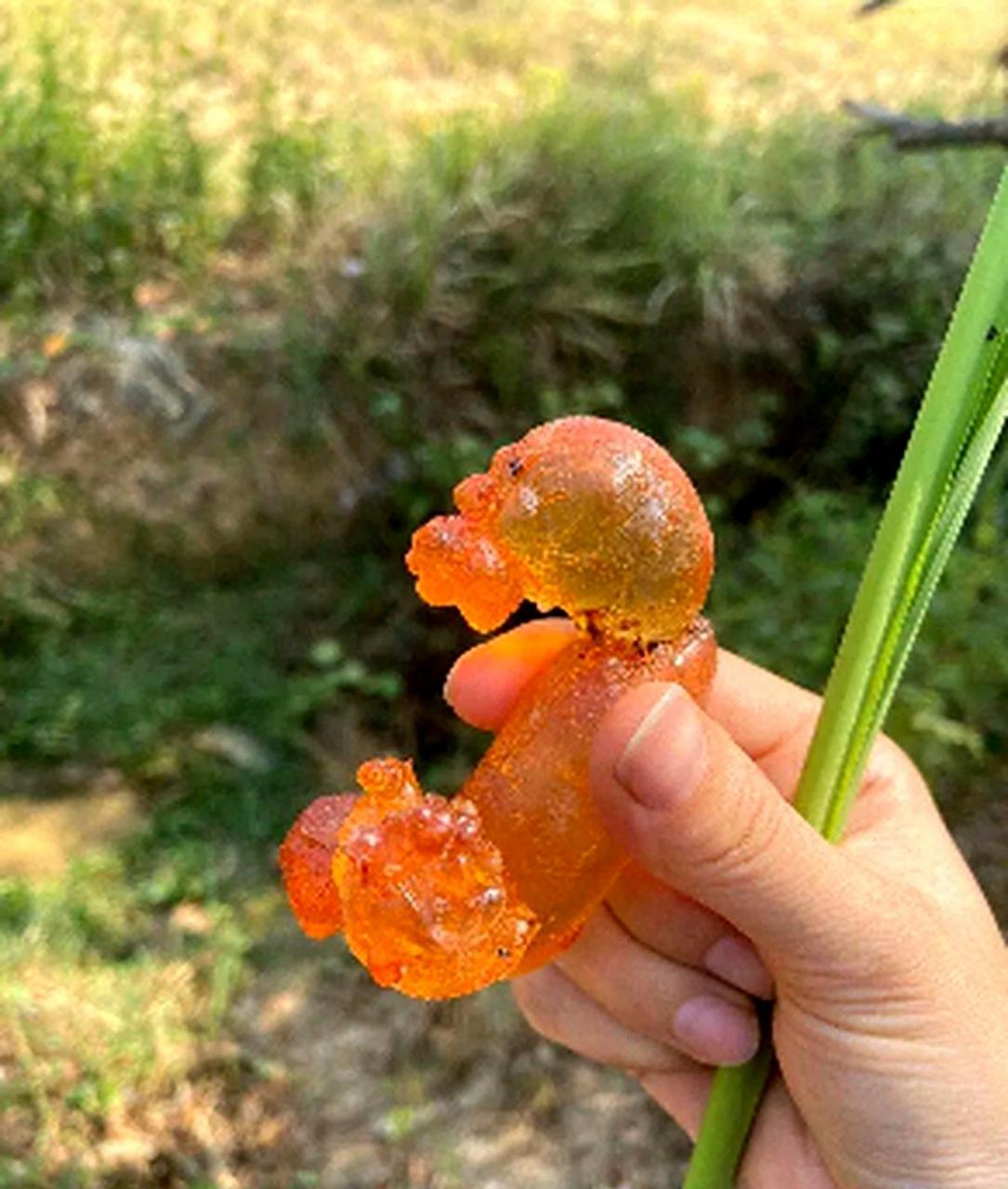 這就像孩子吃糖一樣讓人欣喜若狂!