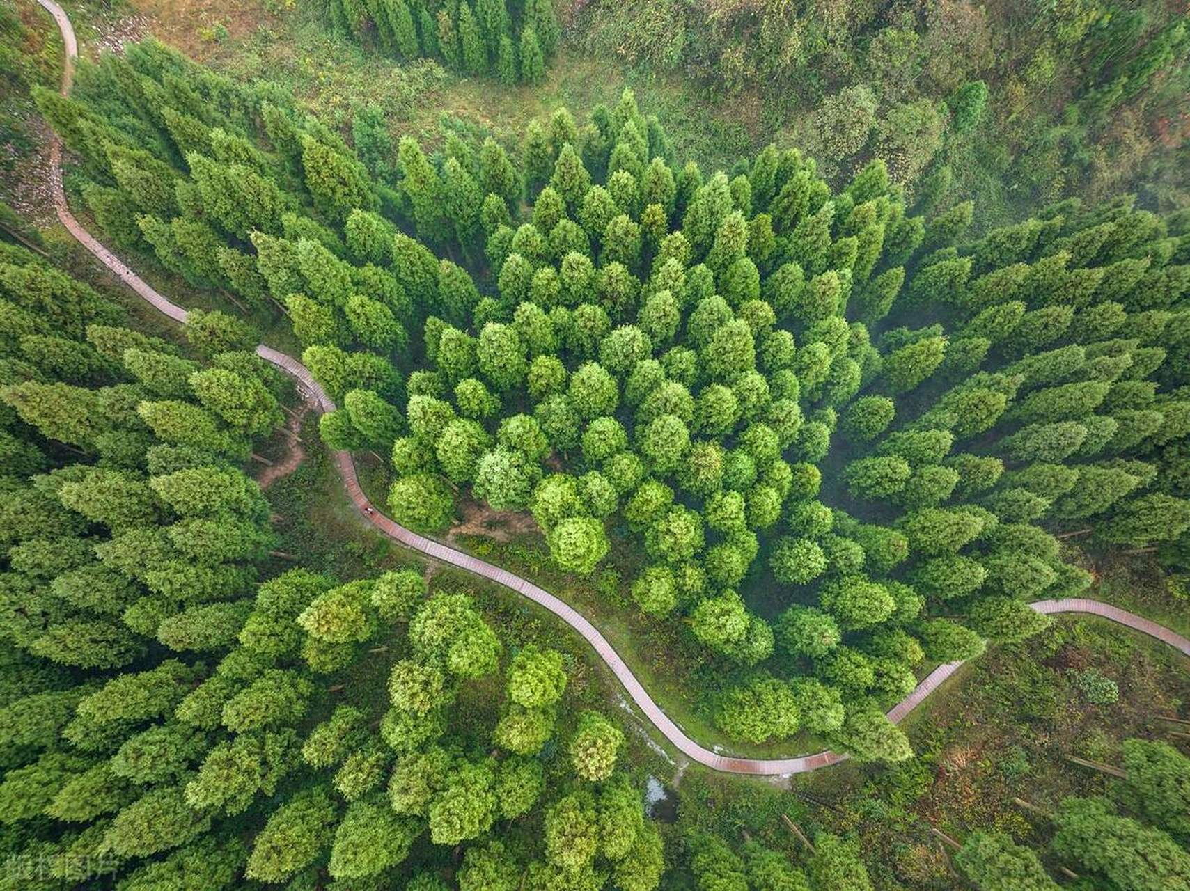 每天认识一个小众旅游景点丨彭州中坝森林  中坝森林是距离成都主城区