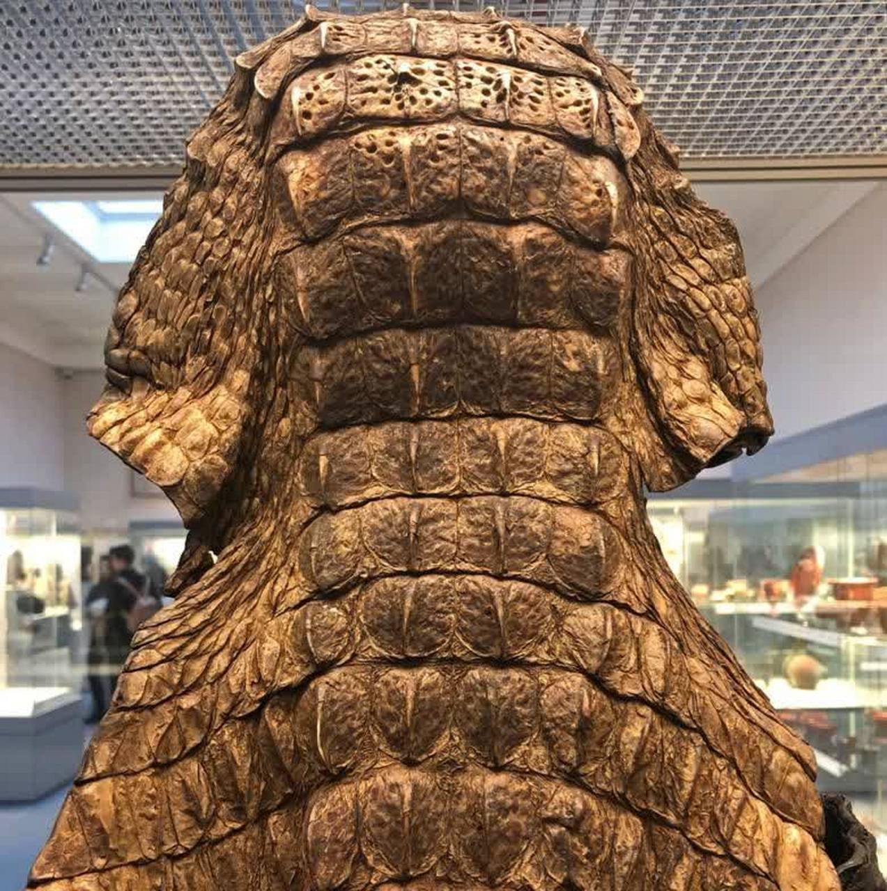 大英博物馆里收藏着古埃及时期用鳄鱼皮制成的盔甲.