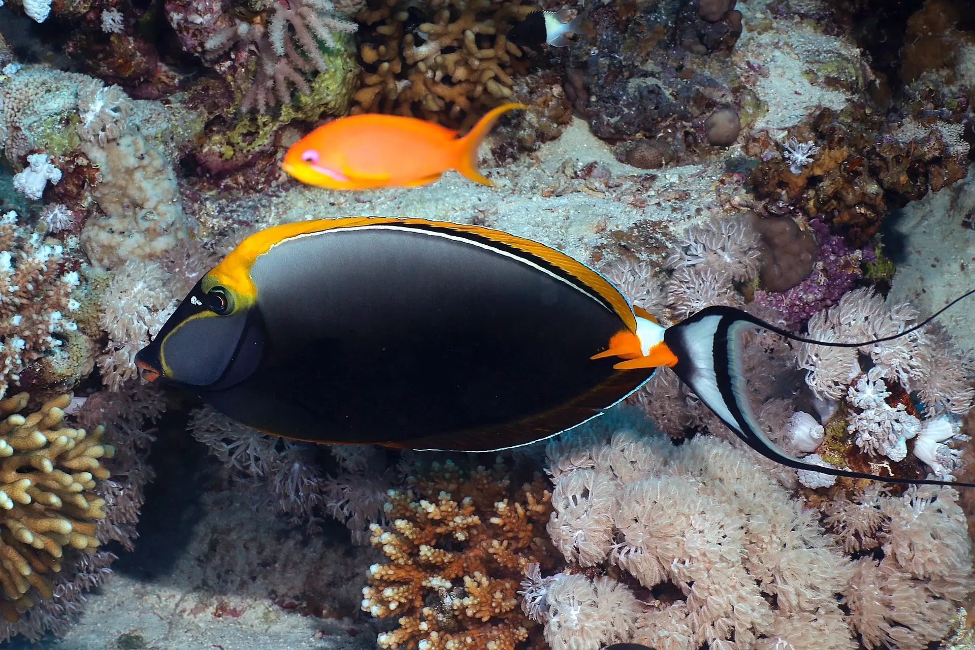 美丽鼻鱼|尾柄上有螺旋桨的鱼  01 学名:naso elegans  01 别名