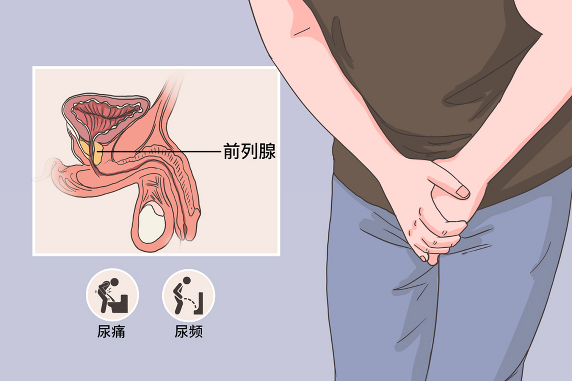 前列腺卡通图片图片