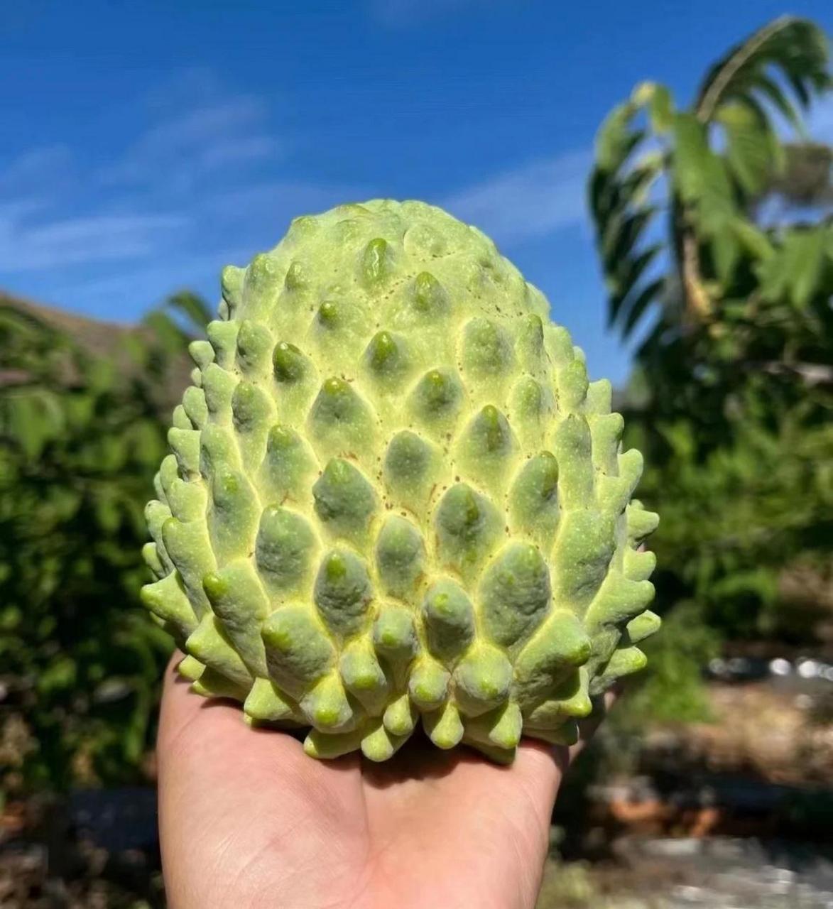 释迦果,水果界的冰淇凌,果肉奶白色,吃起来香甜软糯,比初恋还甜,你们