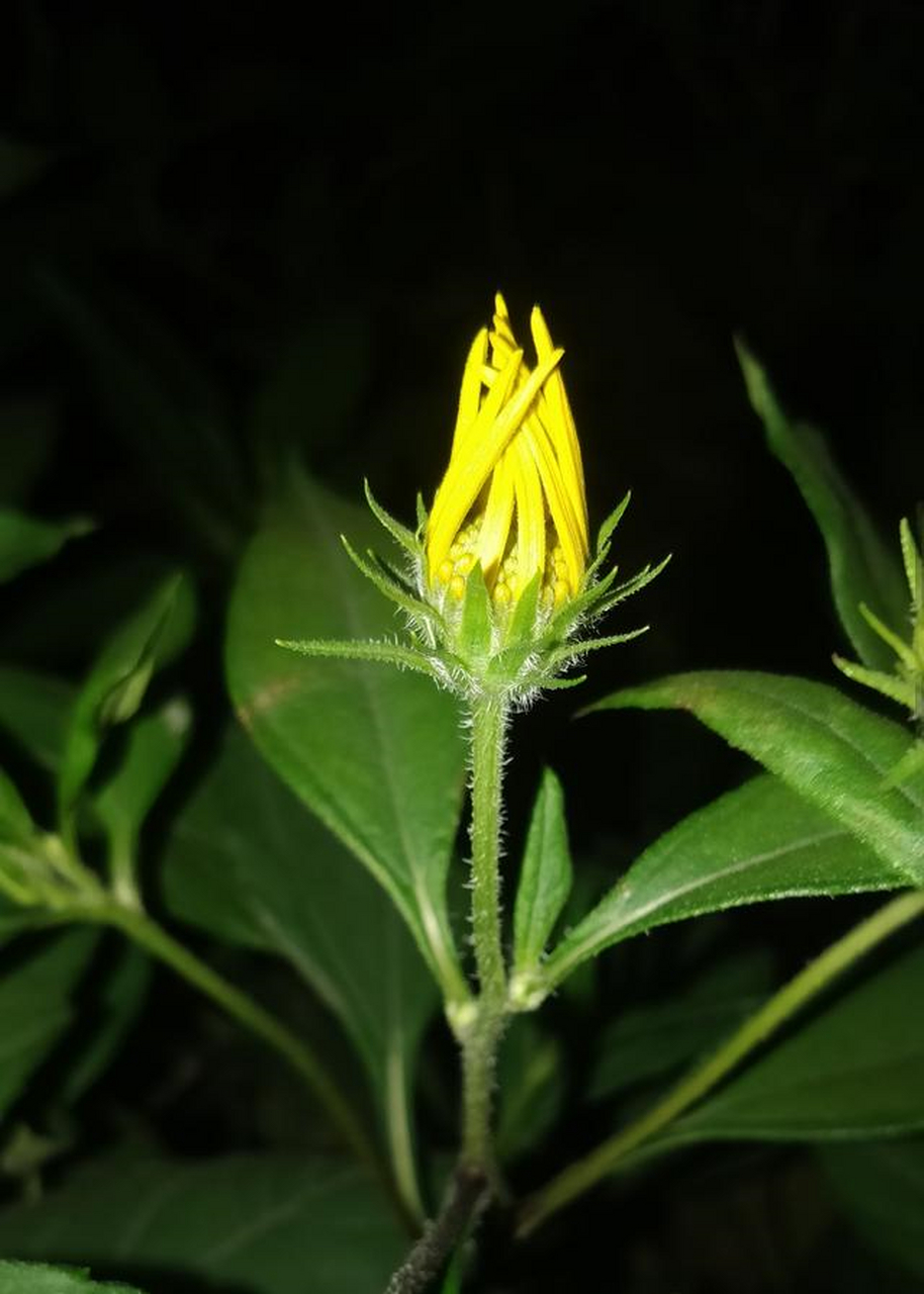 再看它们的杆儿下端是深绿色的,可上部分有些呈紫红色彩.