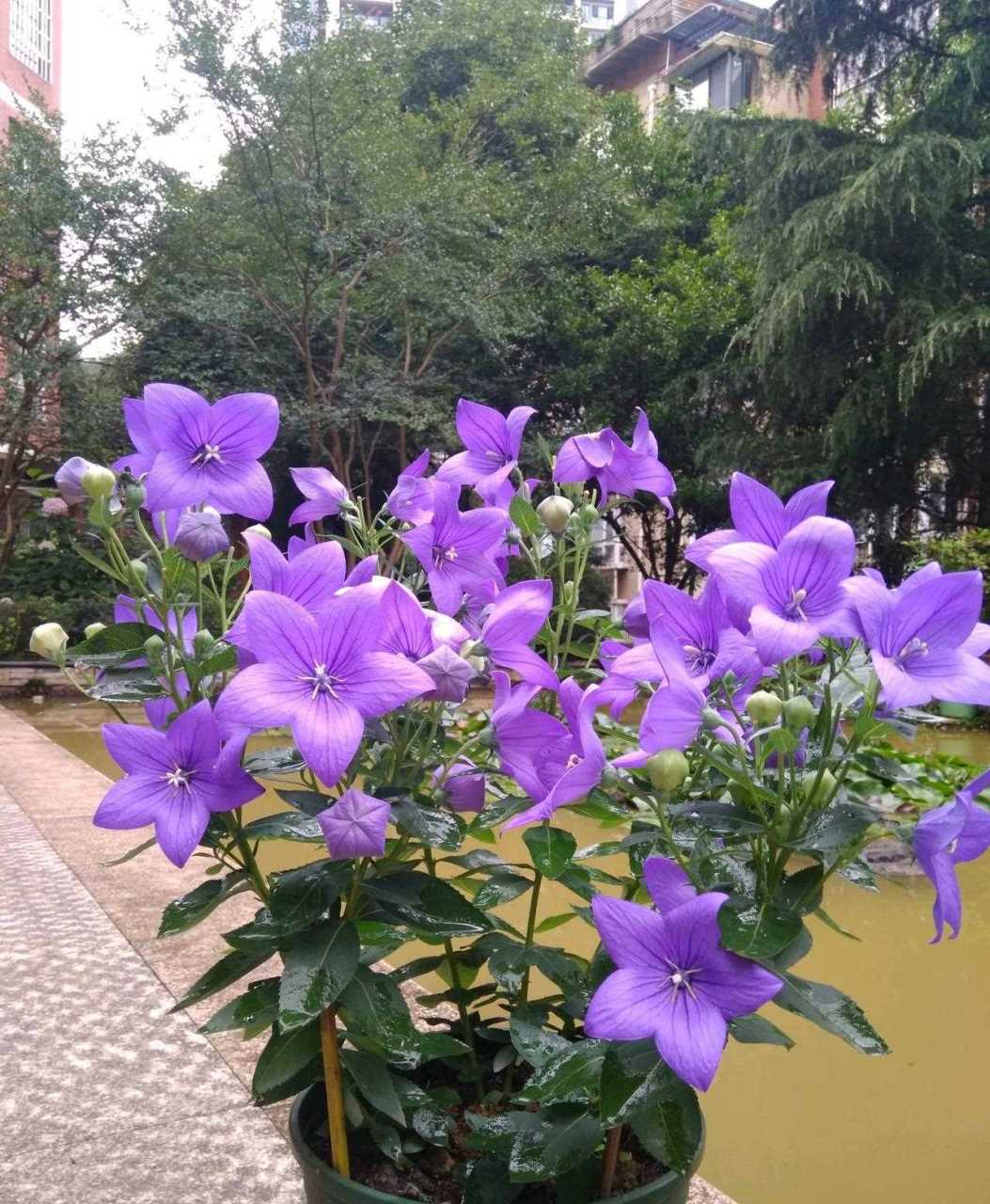耐寒植物—中华桔梗,根系发达,北方露养也能过,是许多北方家庭庭院