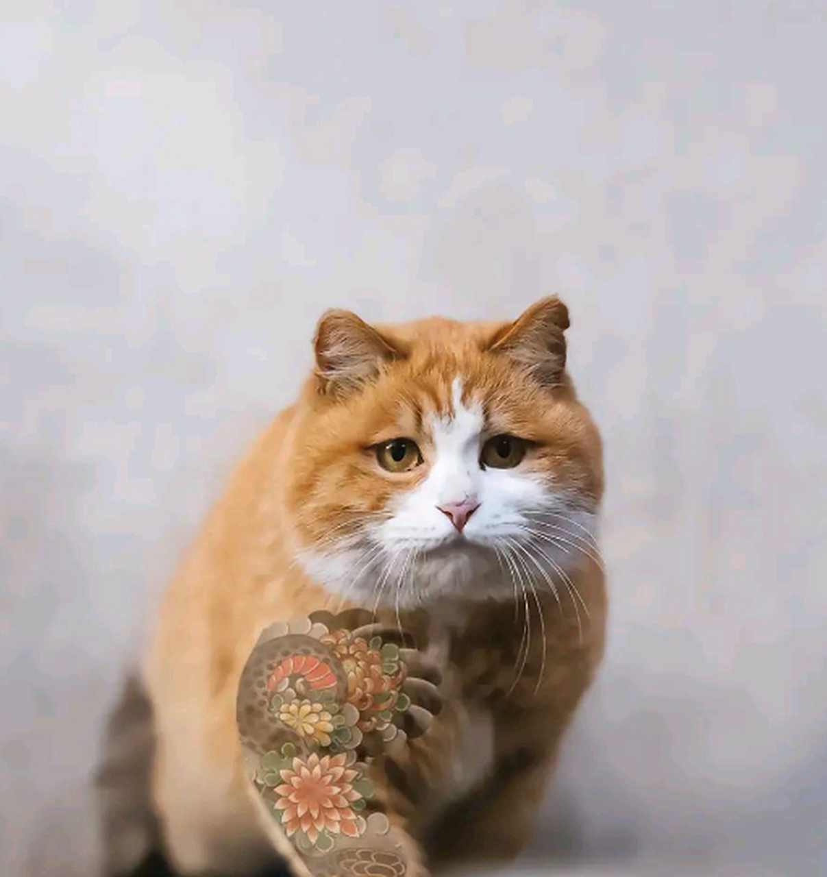 社会喵故宫帕帕