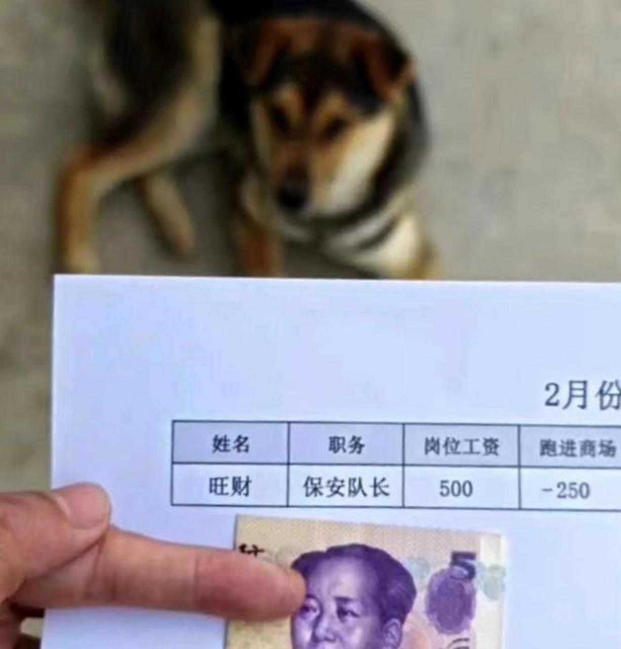 汪汪队拿到工资后把工资条都撕的粉碎 #趣图搞笑