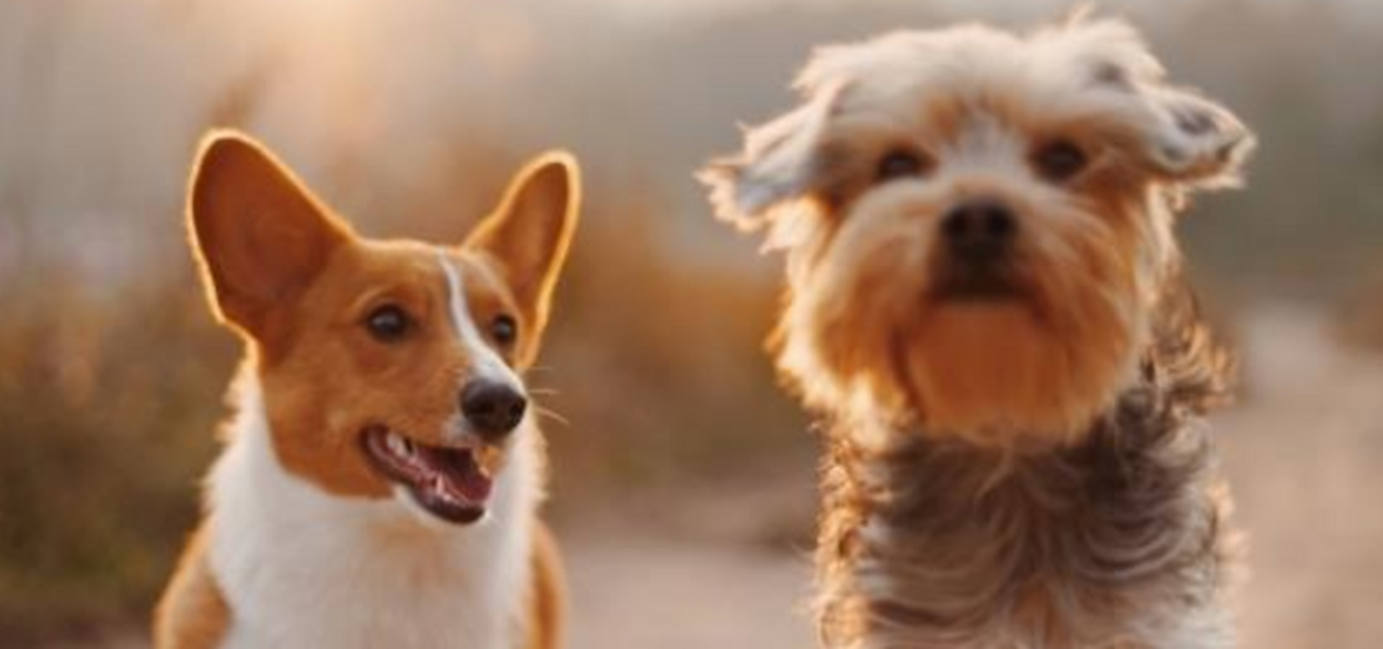 男虎 女狗:你们将是恩恩爱爱的一对.