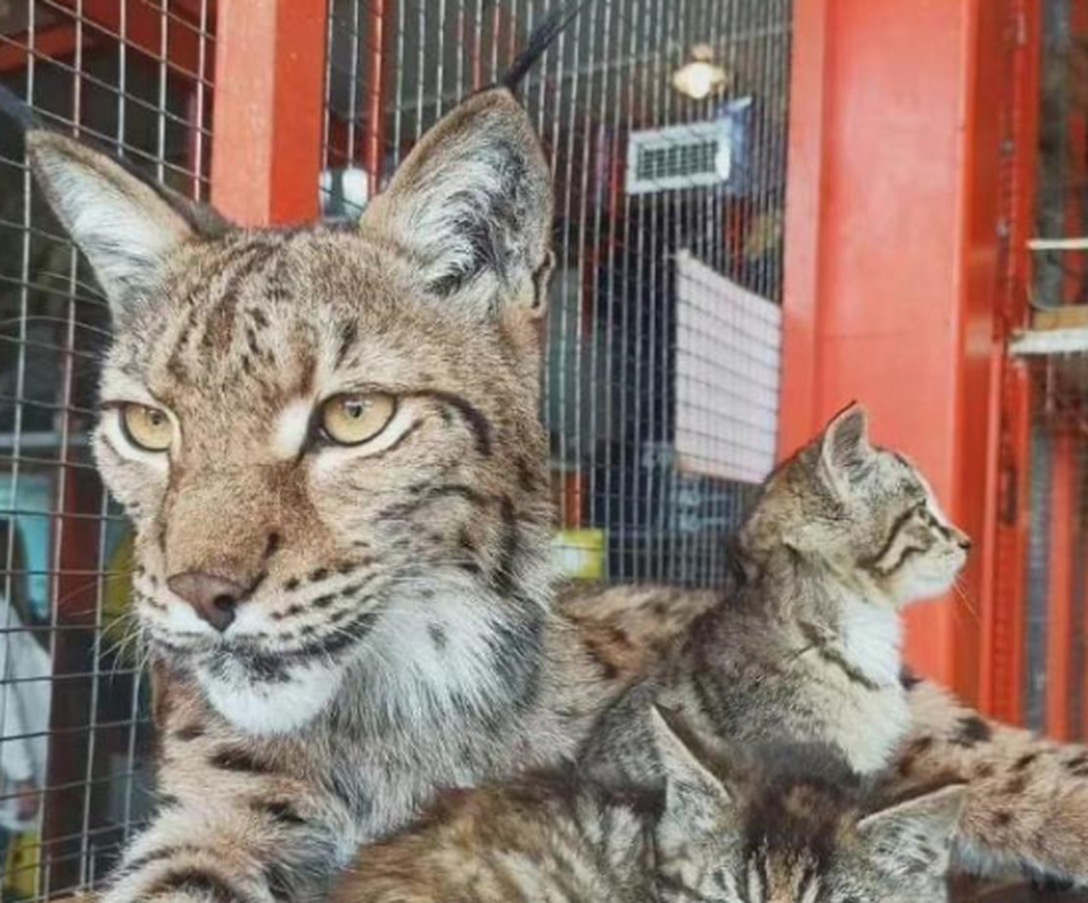 一只雌性猞猁来当临时妈妈,小狸花猫那个眼神都变的霸气了呢