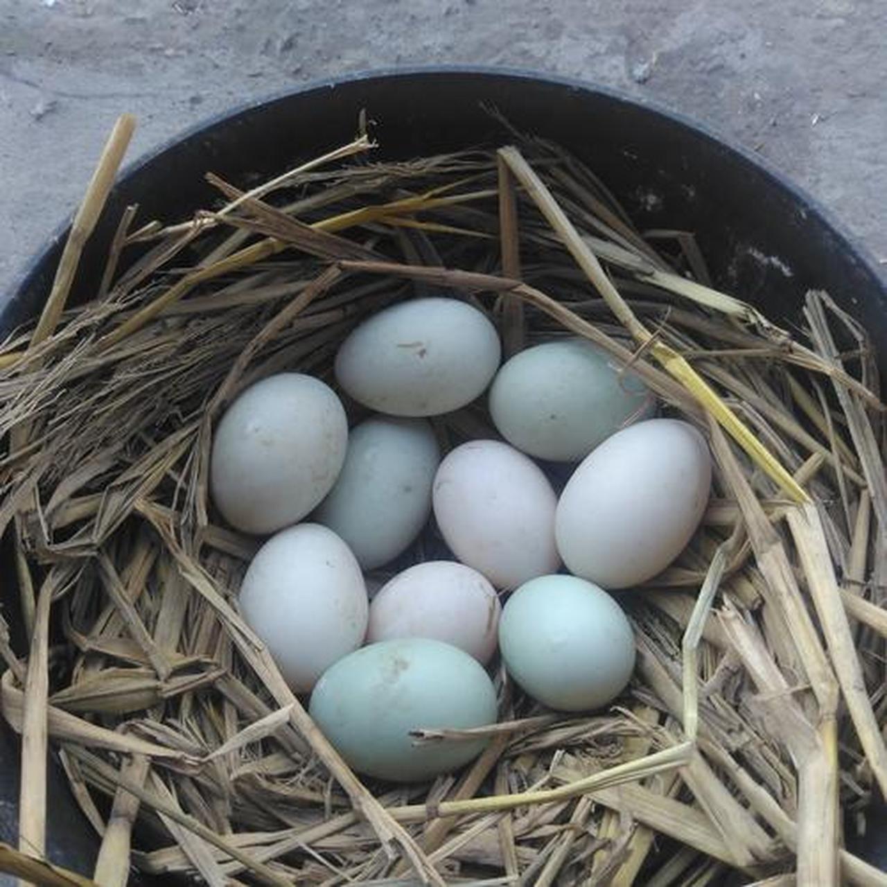绿头野鸭蛋,精选优质的新鲜特种绿头野鸭蛋,是绿色无公害产品.