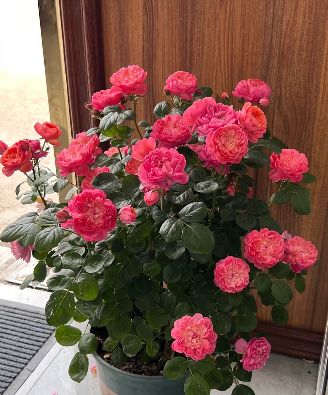 月季花——红色果汁阳台,也叫红果汁,我觉得可以用"完美"来形容的品种