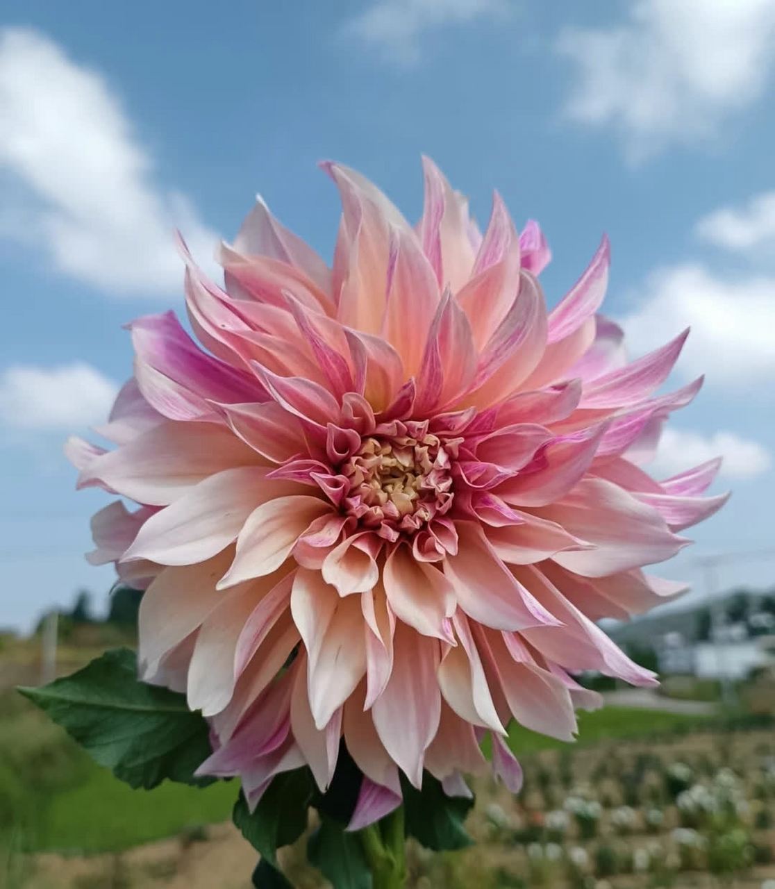 七彩大丽花,绚丽多彩.