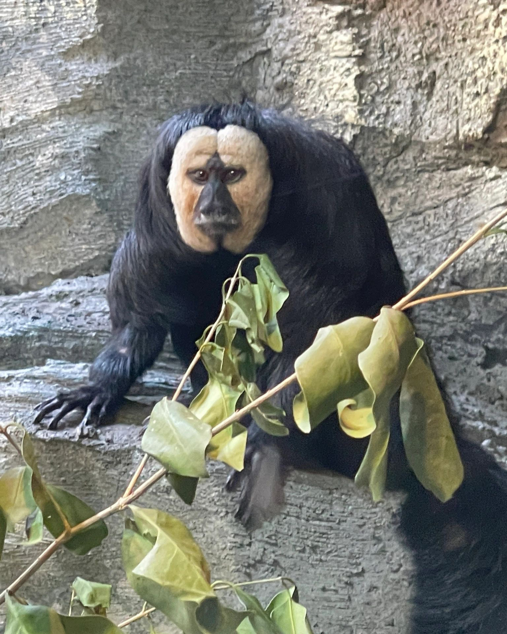 真的笑死了,南京动物园里,怎么会有这么多丑猴啊!