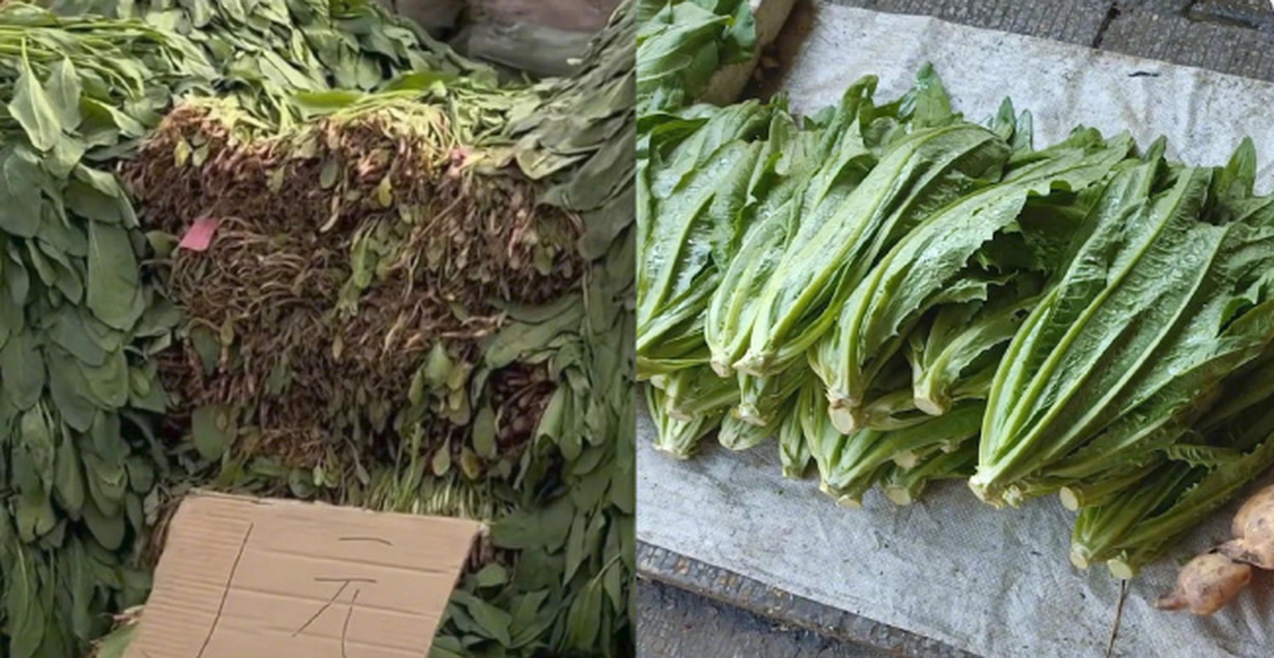云南绿植批发市场