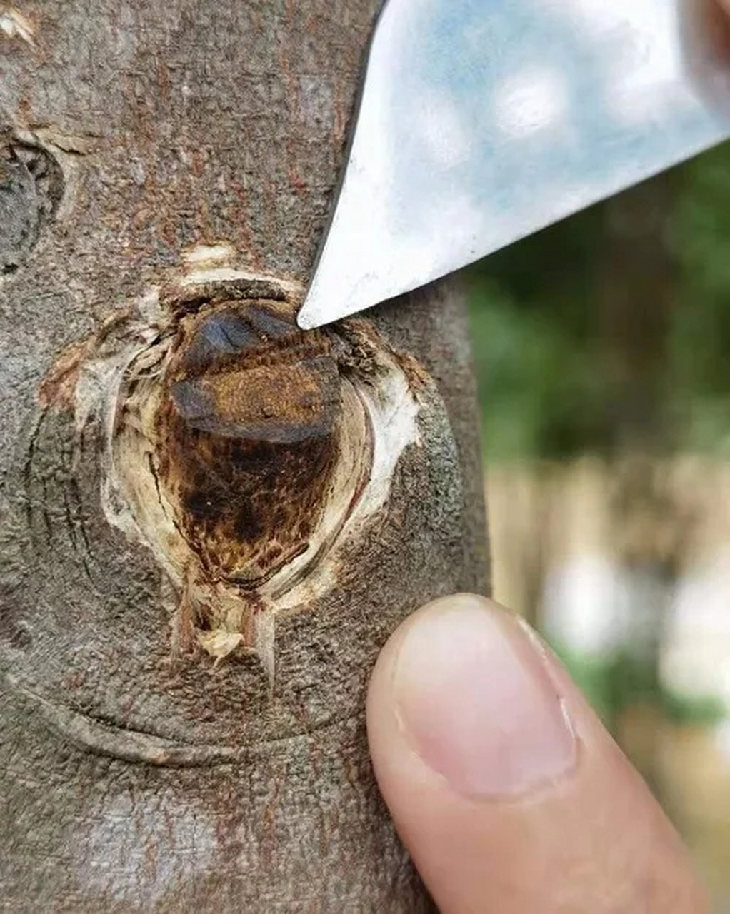 近日,中国科学院昆明植物研究所许建初与王跃虎团队