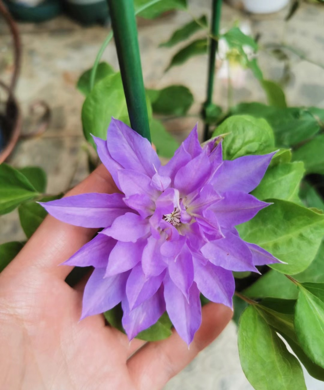 长得像牡丹花的铁线莲——天盐,花型重瓣,厚实饱满的大花朵,还是蓝