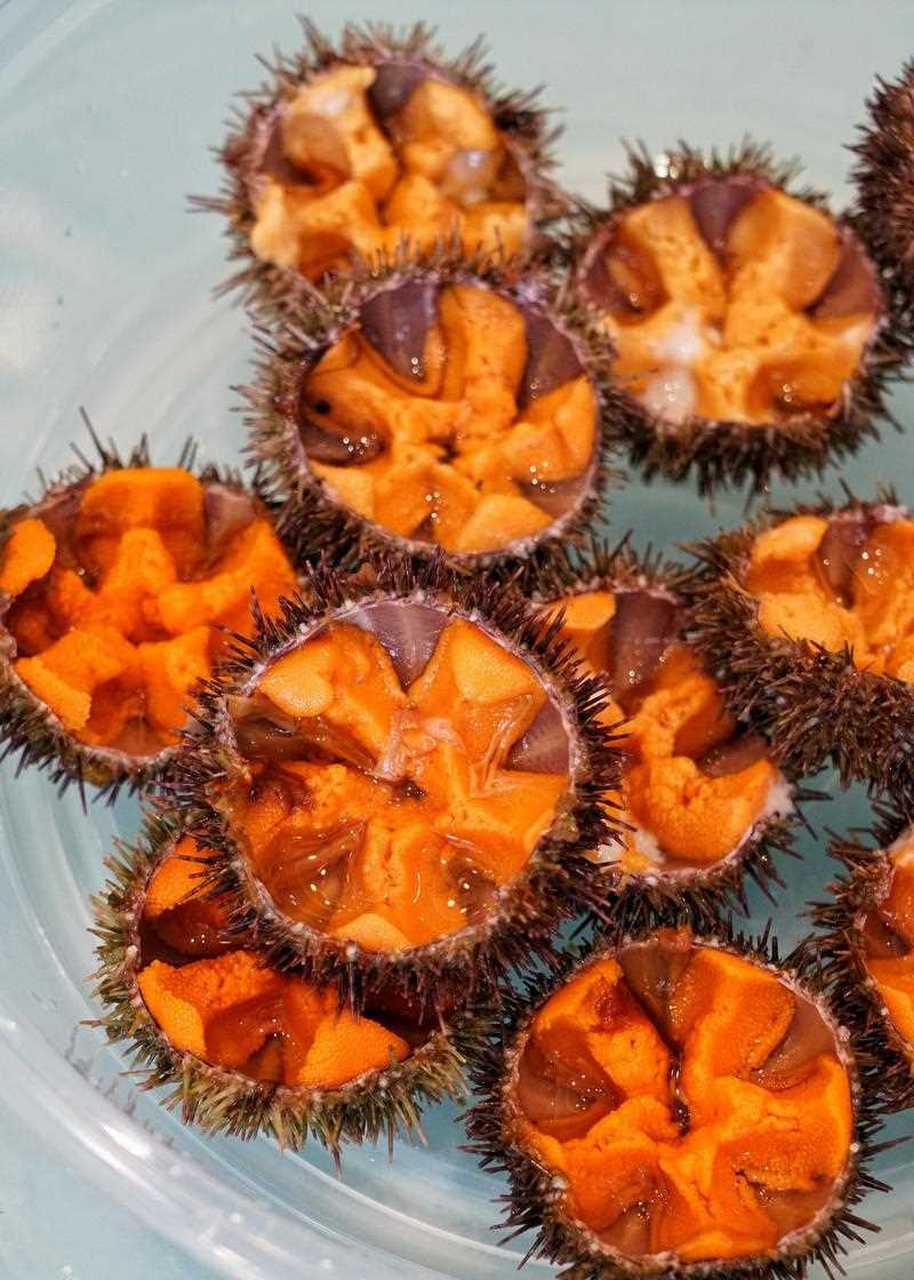 [爱慕]晚餐:虾夷马粪海胆,剁椒鳕鱼头,油泼大鲍鱼,酱焖鳕鱼身,墨鱼豆