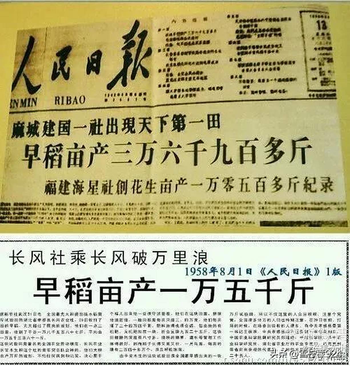 发表于1958年的人民日报头版头条写着:早稻亩产一万五千斤.