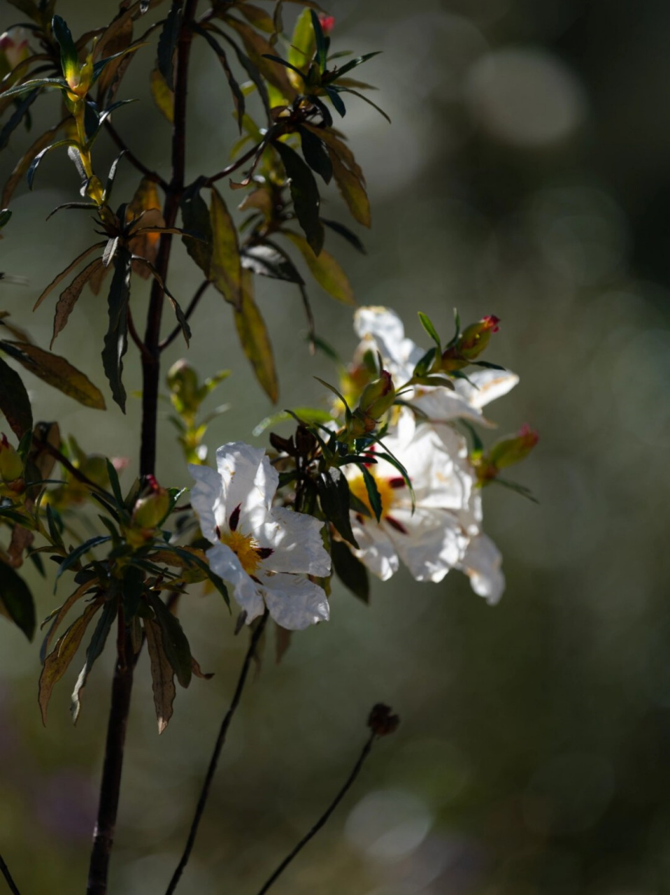 长得柔柔弱弱没想到是个纵火犯  岩蔷薇的花语是"拒绝"和"敏感",这