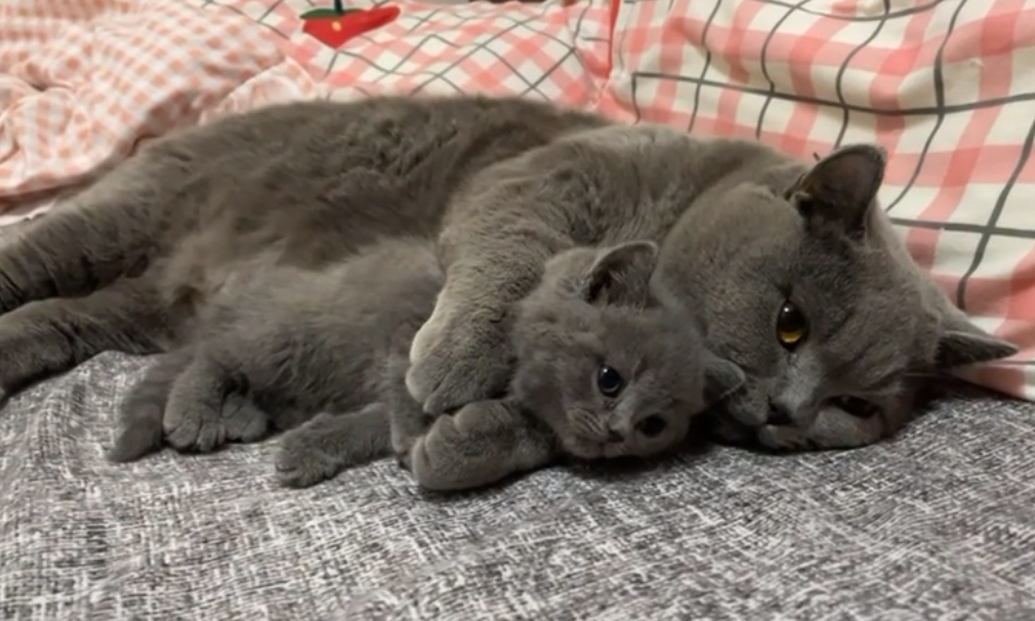 猫爸爸:儿子过来我搂你睡觉,今天依旧是带娃睡觉的一天!真的超可爱